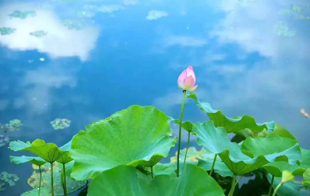 立夏 | 蝉鸣悠悠夏日